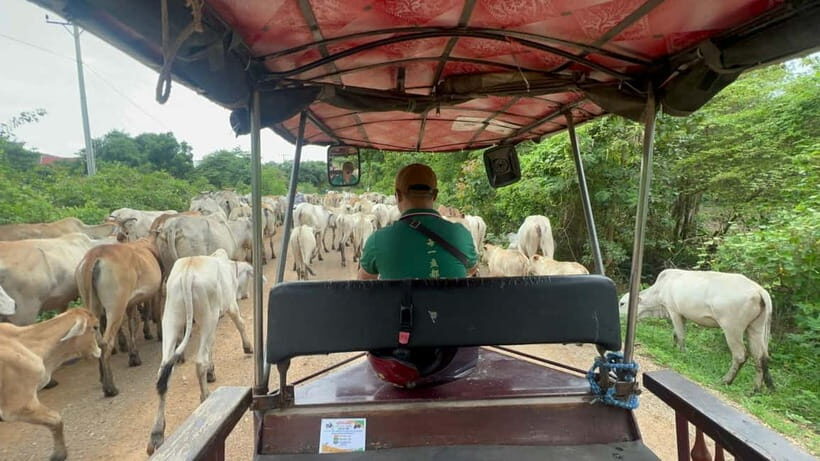 Afternoon tour through Battambang, Local area and landmarks - Into the Country: Lotus Farms, Fishing Work, and Rice Fields