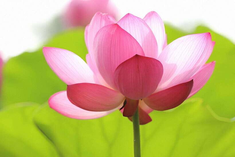 Angkor Silk Farm & Lotus Silk Farm: Siem Reap Discovery Tour - Value check: is $25 really fair for what you get?