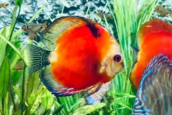 Angkor Wildlife & Aquarium Halfday tour - Key Highlights to Know Before You Go