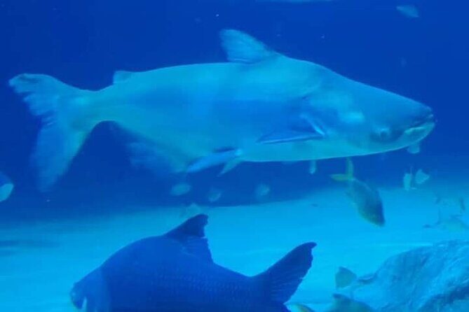 Angkor Wildlife & Aquarium Halfday tour - Entering Angkor Wildlife & Aquarium: What You Need to Budget For