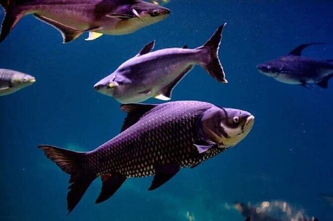 Angkor Wildlife & Aquarium Halfday tour - Why the Conservation Angle Resonates