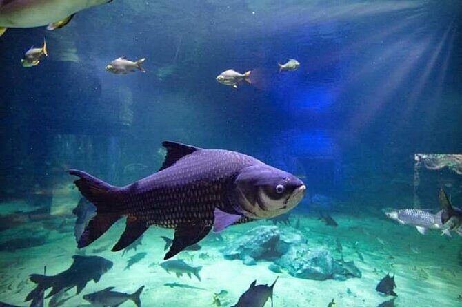 Angkor Wildlife & Aquarium Halfday tour - Who This Tour Fits Best