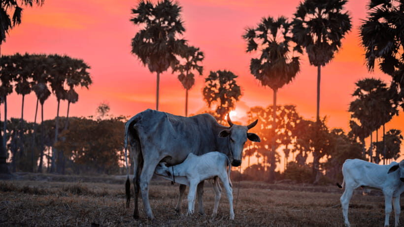 Authentic Siem Reap: Tuk Tuk Countryside and Sunset Tour - The Local Market Stop: Where Food Culture Has Roots