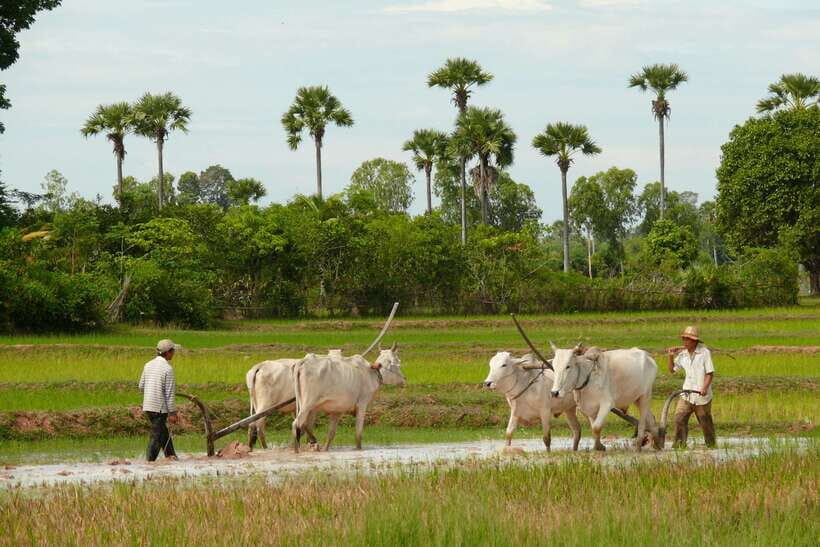 Back to Basics: Siem Reap Village Tour in Cambodia - Why this Siem Reap village day feels different from the usual “quick stop”