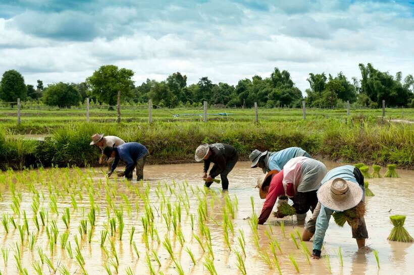 Back to Basics: Siem Reap Village Tour in Cambodia - Basket weaving, well digging, and rice wine: what “hands-on” really means