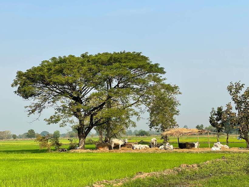 Battambang: Bamboo Train, Bat Cave and Killing Cave Tour - City landmarks first: colonial facades, Wat Domrey Sor, and local symbols