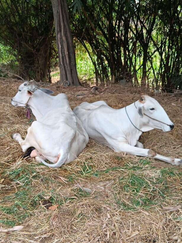 Battambang Private Full-Day Tour - Key things I’d circle before you go