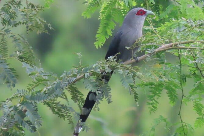 Beyond The Oudong Temple and Birdwatching in Phnom Penh - Key points worth booking for