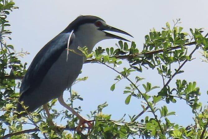 Beyond The Oudong Temple and Birdwatching in Phnom Penh - Tonle Sap Riverside Drive and the Second Lookout: Herons, Darter, and Kites