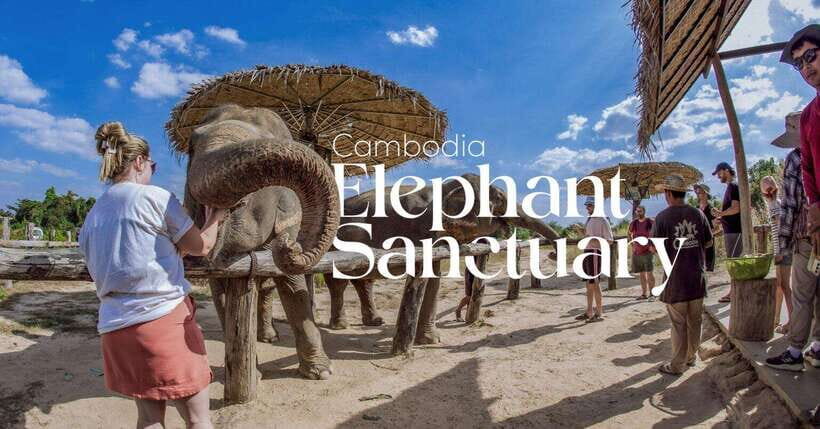 Cambodia Elephant Sanctuary and Banteay Srey Temple Tour - Sanctuary pause: coffee and fruit break