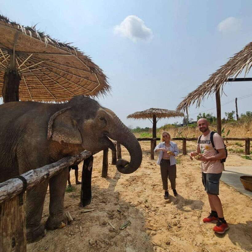 Cambodia Elephant Sanctuary and Banteay Srey Temple Tour - Banteay Srei (Citadel of Women): pink stone and tiny temples