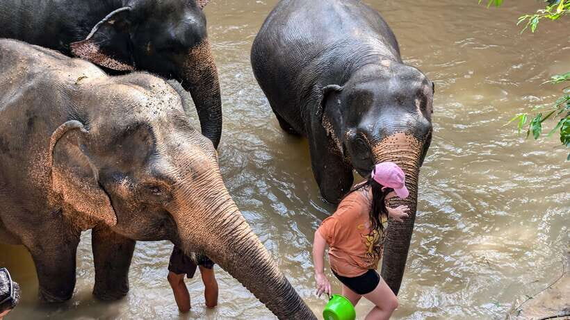 Cambodia Elephant Sanctuary Include Hotel Transfer Roundtrip - Key things to know before you go
