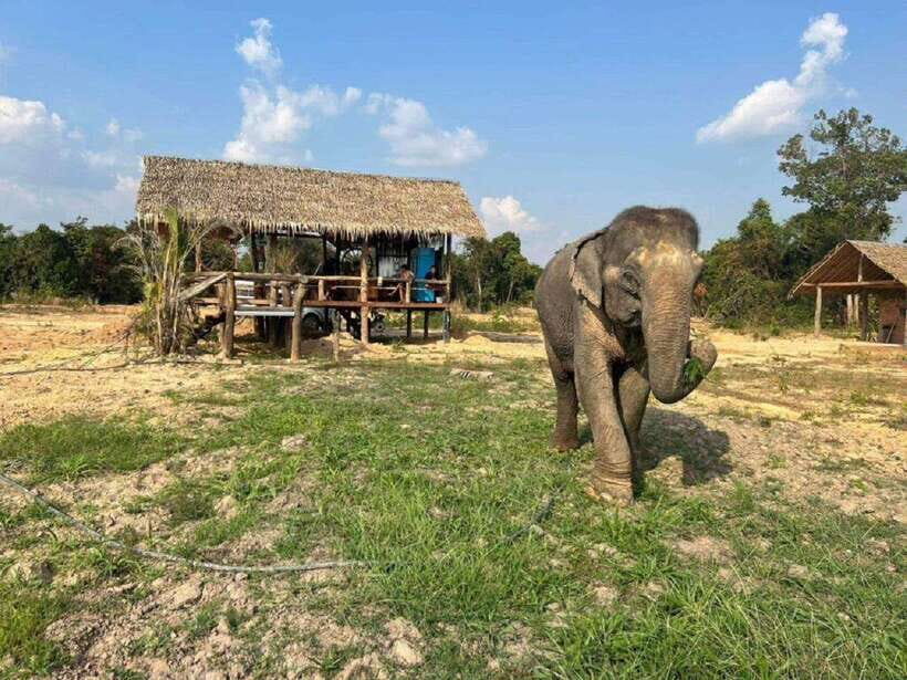 Cambodia Elephant Sanctuary Include Hotel Transfer Roundtrip - Elephant cooking at Cambodia Elephant Sanctuary: why it feels hands-on