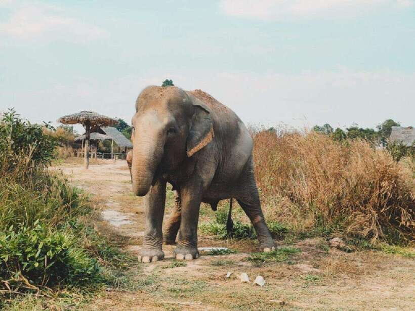 Cambodia Elephant Sanctuary Include Hotel Transfer Roundtrip - The sanctuary encounter: guided walk, feeding, and an actual “class” moment