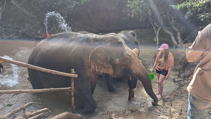 Cambodia Elephant Sanctuary Include Hotel Transfer Roundtrip - The “Elephant Cooking Activity” in plain terms: what you do and why it matters