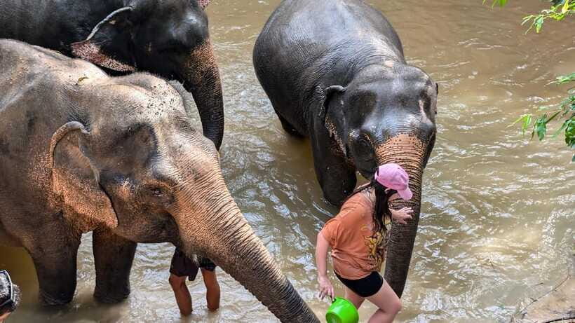 Cambodia Elephant Sanctuary Include Hotel Transfer Roundtrip - What’s included (and what it suggests about your day)