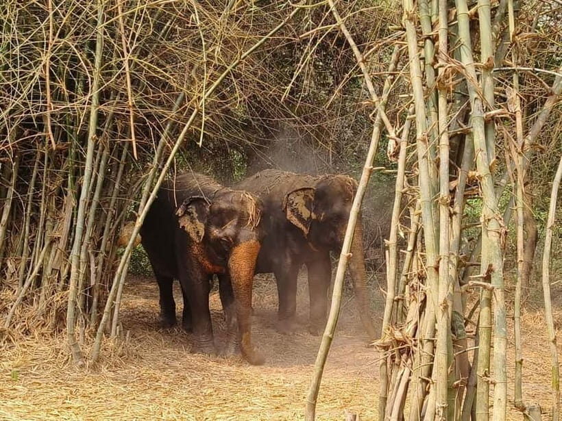 Cambodia Elephants Haft Day Experiences from Siem Reap - Who This Tour Suits Best (and Who Might Skip)