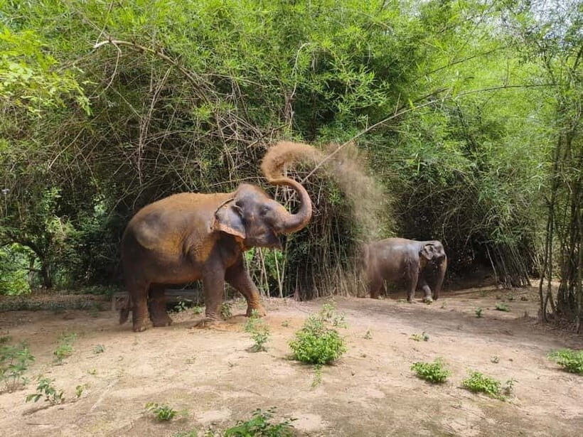 Cambodia Elephants Haft Day Experiences from Siem Reap - Inside the Sanctuary Intro: Mission, Elephant Life, and How the Day Flows