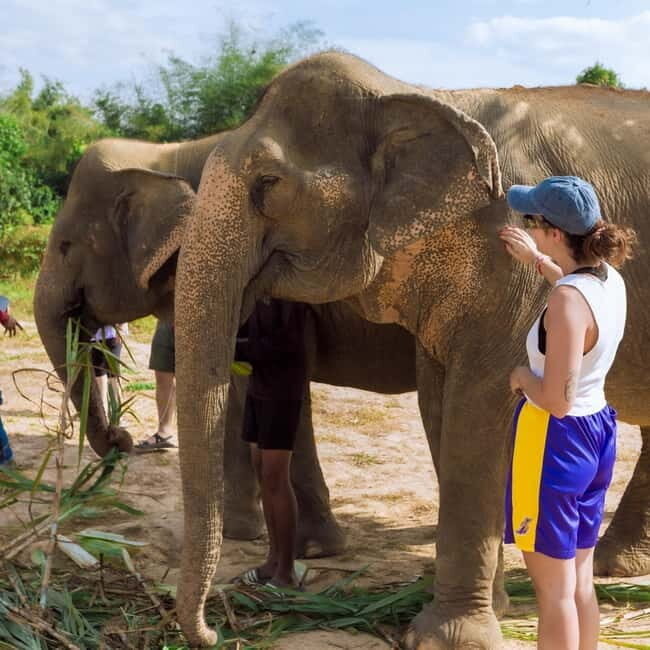 Cambodia Elephants Haft Day Experiences from Siem Reap - Preparing Elephant Food: Feeding Without the Guesswork
