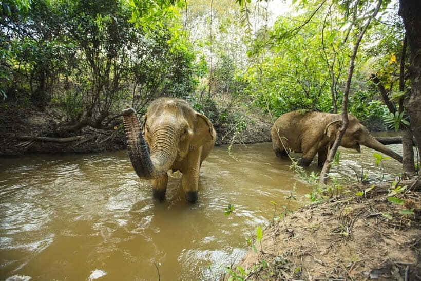 Cambodia Elephants Haft Day Experiences from Siem Reap - Bathing Session and the Quiet Reset