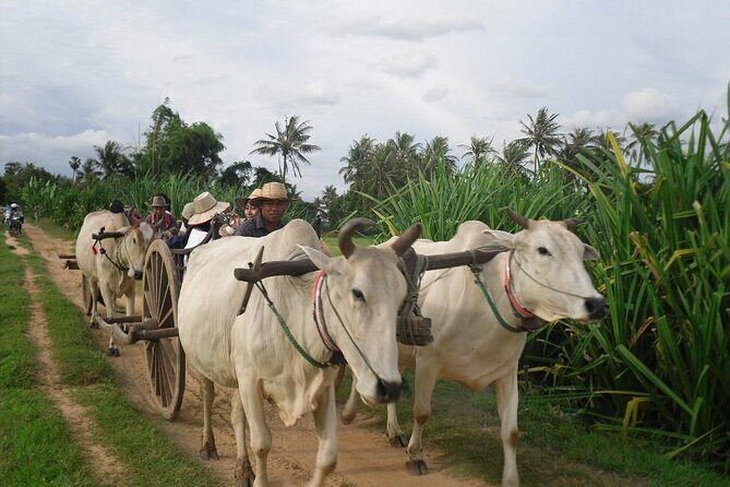 Cambodian Cooking Class and Oxcart Ride with Local Village Tour - What this tour is really like in Siem Reap