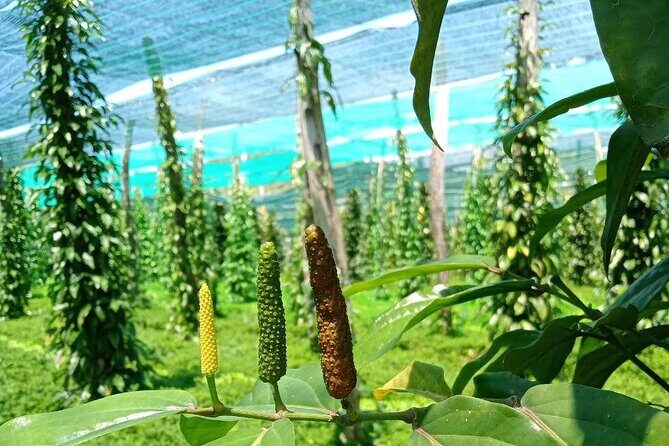 Exploring Kampot: A Memorable Tour from Sihanoukville - La Plantation Pepper Farm With Guide Kari: The Lesson You’ll Remember