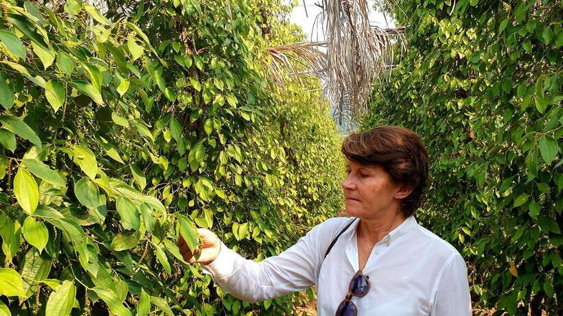 From Phnom Penh: Kampot Day Trip to Beautiful place W/ Guide - Stop 3: La Plantation Pepper Farm Visit (Touristy, But Useful)