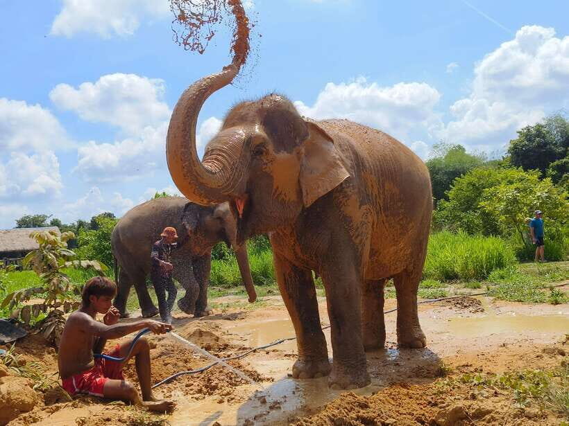 From Siem Reap: Elephant Sanctuary Experience with Transfers - Mud bath and river bathing: the fun part with real-world rules