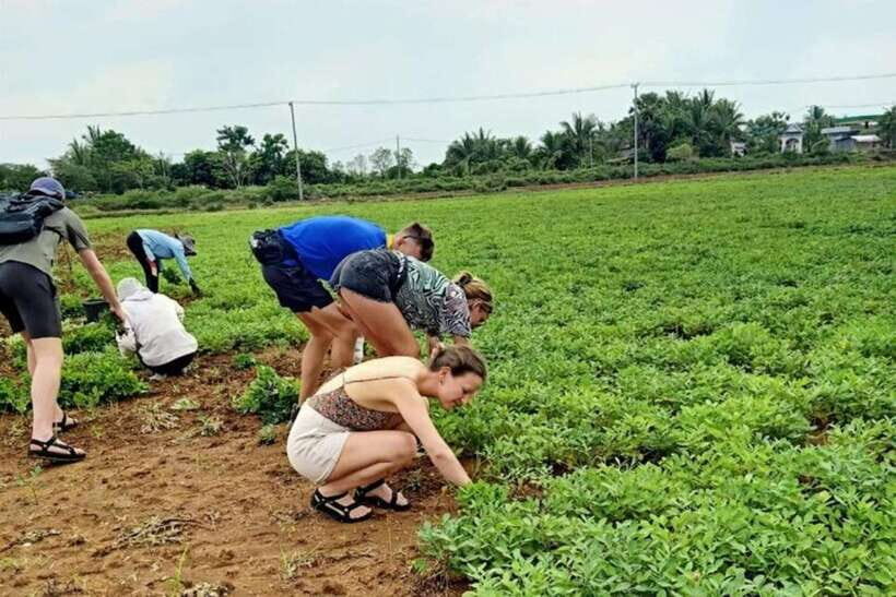 Full-day: Original bamboo train, Wat Banan, Phnom Sampov - Village culture: Cham and Javanese communities and bamboo sticky rice