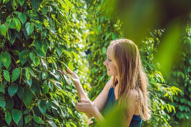 Full Day Pepper Farm Adventure by Scooter - Key highlights at a glance