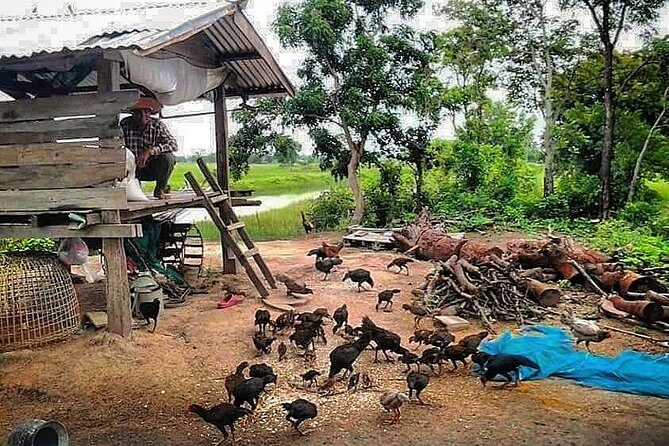Full-day: Wat Banan. Old bamboo train. Bat Cave. Killing cave - Phnom Sampov: rice fields, bats, and the turn to heavy history