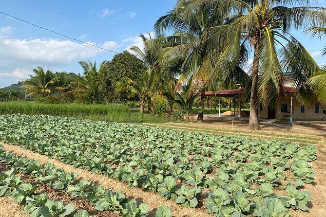 Half-Day Adventure to the Pepper Farm by Scooter - The pepper farm lesson: varieties, plantations, and what you should taste