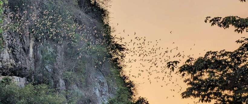 Half-day swing bridge, bamboo train, batcave & Killing cave - Key highlights worth planning around