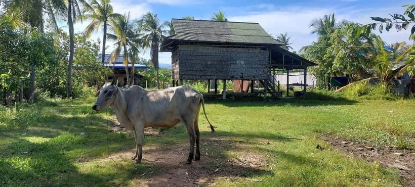 Kampot: Cultural Bike Experience - Local Life & Countryside - Wat Jung Kreal: One of the Village Pagodas That Feels Like Living Space