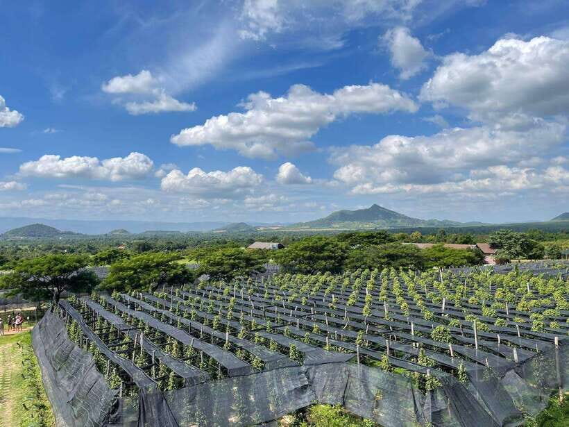 Kampot Pepper Farm, Salt Fields, Crab Market from Phnom Penh - La Plantation organic pepper farm: learning Kampot pepper the practical way