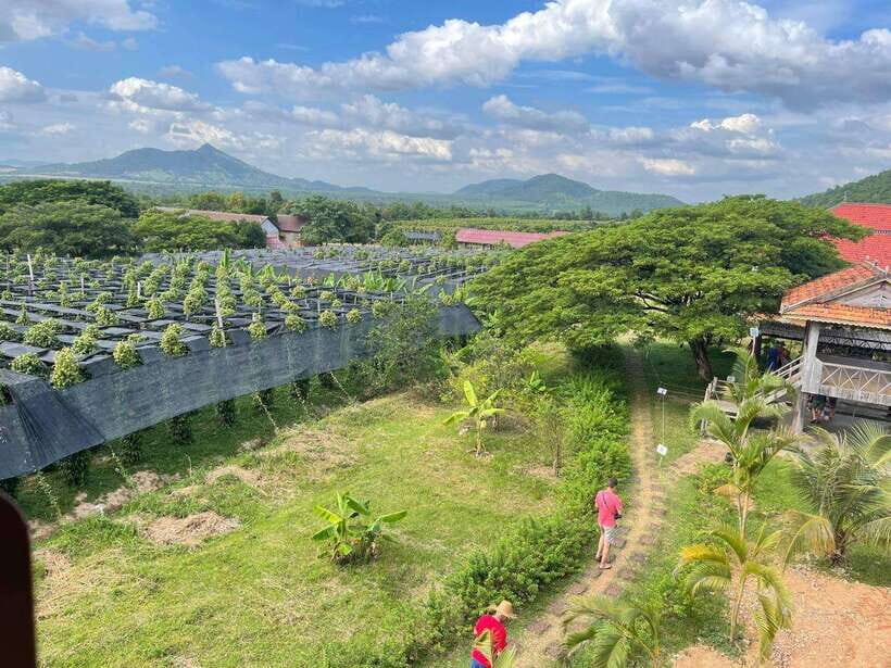 Kampot Pepper Farm, Salt Fields, Crab Market from Phnom Penh - What to bring, how much you’ll walk, and who should skip it