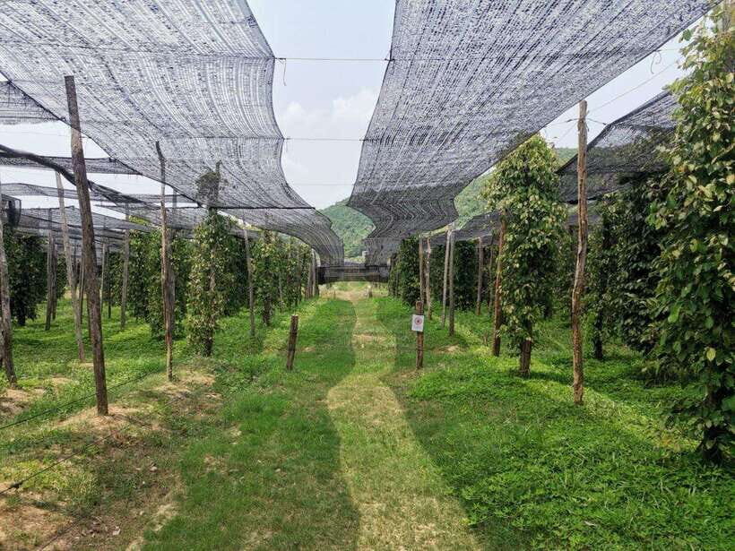 Kampot Pepper Farm Tour: Salt Fields, La Plantation & Cave - Getting picked up in Kampot, then heading straight to the salt flats