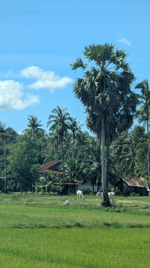Kampot Private Tour: Pepper Farm, Salt Field & Secret Lake - Why this 3.5-hour pepper, salt, and secret lake route works