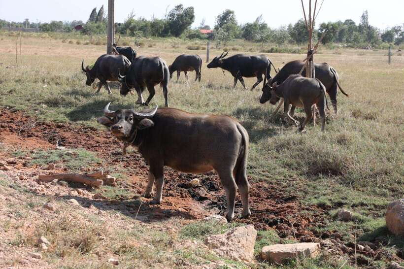 Kep town: Local tuk tuk to Countryside & Pepper farm - The La Plantation and Santa Fe Dr breaks: where the day breathes
