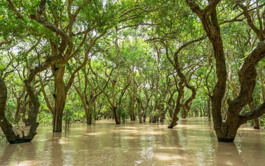 Kompong Pluk Tour - Kompong Phluk, in plain terms: floating life on Tonle Sap