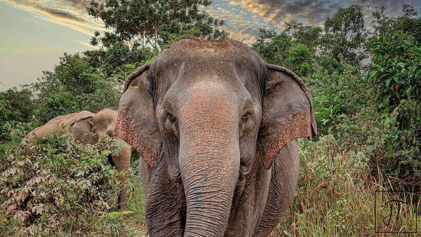 Kulen Elephant Forest Siem Reap in Small Group - Key things I’d circle in the plan