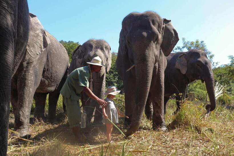 Kulen Elephant Forest Siem Reap in Small Group - Should you book Kulen Elephant Forest in Siem Reap?