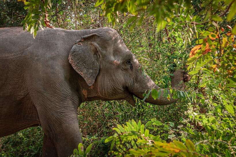 Kulen Elephant Forest Siem Reap in Small Group - The 2 km observation trek: Walking where elephants choose to go