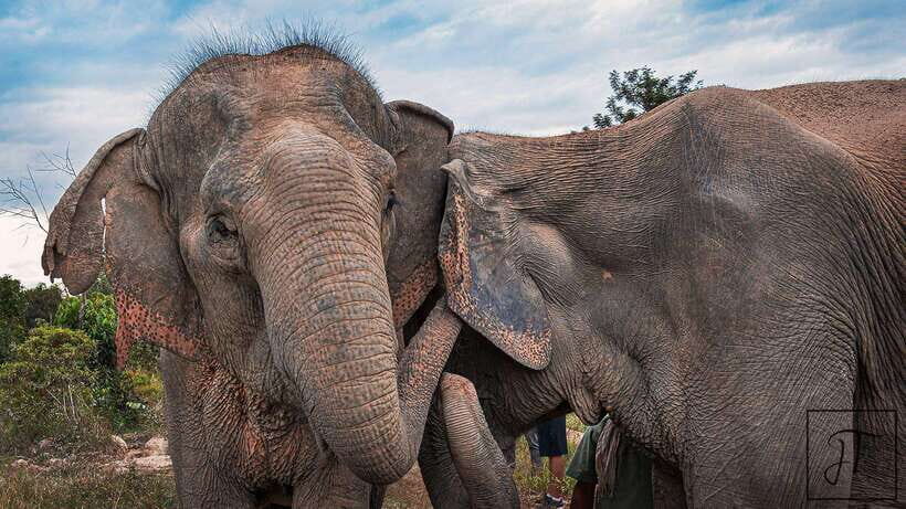 Kulen Elephant Forest Siem Reap in Small Group - Enrichment by the pond: More than a feeding show