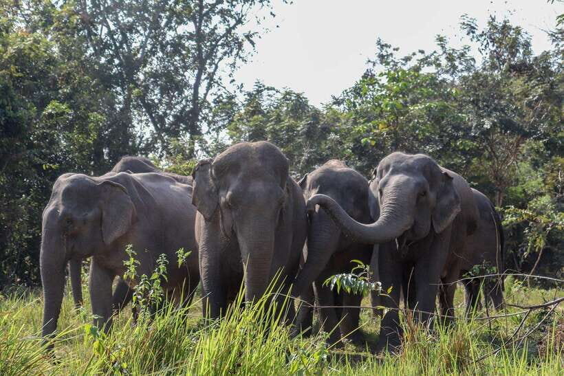 Kulen Elephant Forest & Tonlesap Lake - Quick takeaways