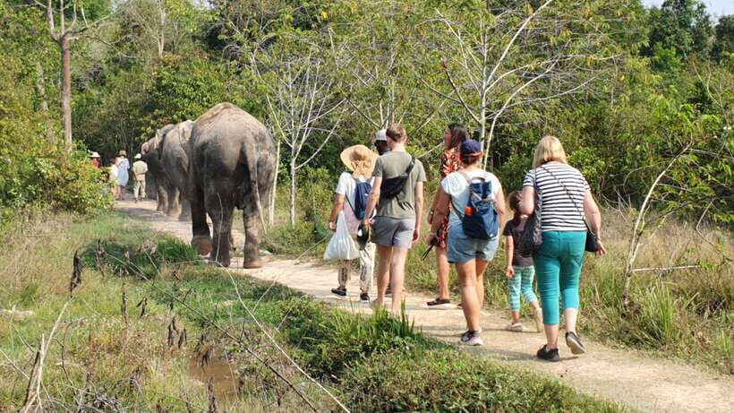 Kulen Elephant Forest & Tonlesap Lake - Ethical elephant encounter: the tone you should look for