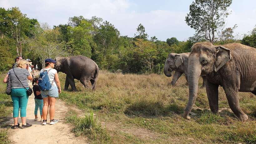 Kulen Elephant Forest & Tonlesap Lake - Meet the elephants: what “walking with elephants” feels like in practice