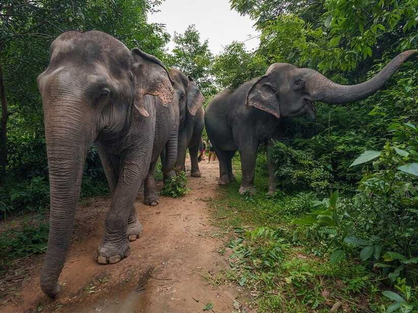 Kulen Elephant Forest Tour with Hotel Pick-up & Drop off - The 3-hour guided forest walk: pace, heat, and watching the herd