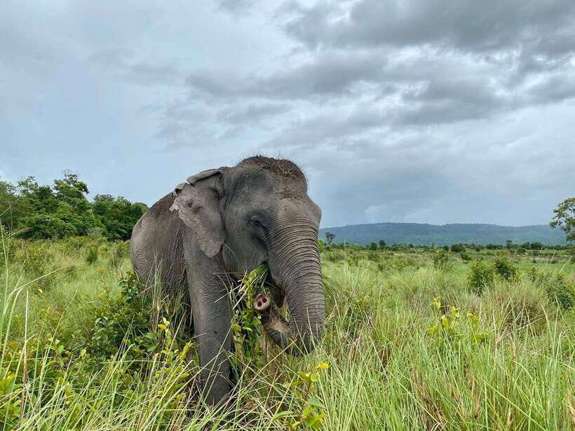 Kulen Mountain Day Trip with Picnic & Kulen Elephant Forest - The 7:30 AM Pickup and the Village Stop at Phum Preah Dak