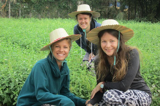 Ox-cart Culture Tour, Countryside Experince in Siem Reap - Host-family fruit stop: the soft landing at the end